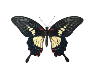 Naklejka premium A black and yellow butterfly, wings spread, isolated on a solid black background