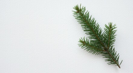 A single fresh green fir tree branch with sharp needles isolated on a plain white textured background.