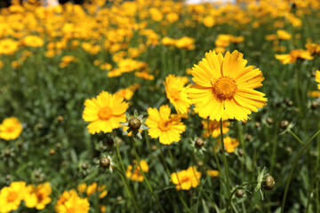 Bright yellow wild flower field with coreopsis grandiflora in bloom