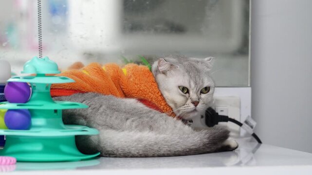 Cozy gray cat wrapped in colorful towel rests on countertop, showcasing its soft fur and relaxed demeanor, creating playful atmosphere perfect for domestic pet lovers