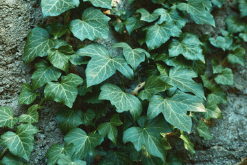Ivy, leaves, wall, greenery, plant, vine, texture, nature, climber, foliage fill the frame as dense...