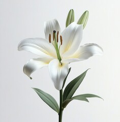 Fototapeta premium Close-up of a single blooming white lily with green leaves and two unopened buds against a plain light background, conveying purity and elegance
