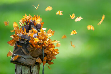 Close-up swarms of Small Leopard Butterflies feeding on a hiking shoe.