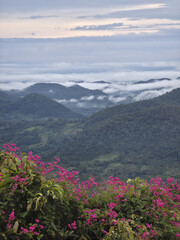 Obraz premium Serene mountain landscape with majestic view of tropical forest valley filled with morning mist. Beautiful pink flowers in foreground create peaceful scene