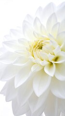 Close-up of a pure white flower, soft petals, and a pale yellow center