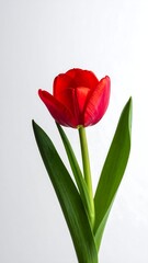 Close-up of a vibrant red tulip with green stem and leaves