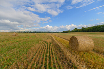 Obraz premium A beautiful golden field filled with hay bales sits majestically beneath a vibrant blue sky