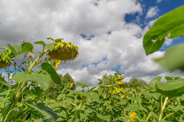 A Lush Sunflower Field Creates a Stunning Display Under a Dramatic, Colorful Sky