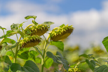 A Beautiful Sunflower Field Beneath a Bright and Clear Sky Showcasing Natures True Beauty