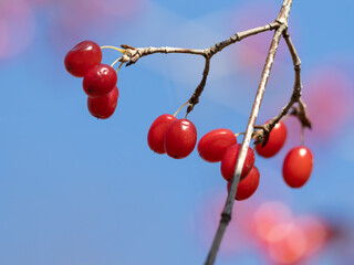 晩秋の赤いサンシュユの実
