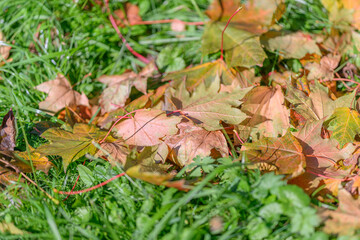 The vibrant and colorful autumn leaves lay beautifully scattered on the lush green grass