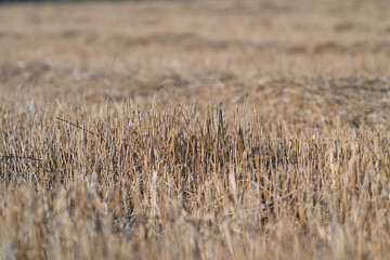 Obraz premium Expansive and Beautiful Golden Fields of Grain Spread Out Beneath Clear and Bright Skies