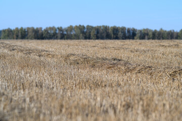 Obraz premium A Beautiful Golden Wheat Field Spreading Out Under a Clear and Bright Blue Sky Above