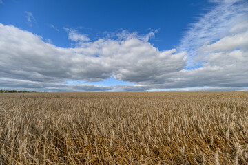 A Beautiful Golden Wheat Field Sprawls Beneath Clear Blue Skies in the Countryside