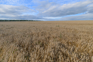 Golden Wheat Field Stretching Under a Vast Blue Sky Filled with Fluffy White Clouds