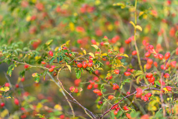 Vibrant and BerryLaden Branches Flourishing in the Natural Environment Around Us