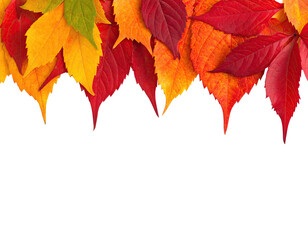 Colorful assortment of autumn leaves in shades of red, orange, and yellow on a black background