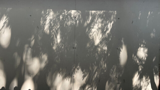 Sunlight With Tree Shadow on Wall, Planting Shadow, Komorebi Light, 木漏れ日,