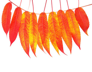Close-up of vibrant, autumn-colored leaves strung together against a stark black background