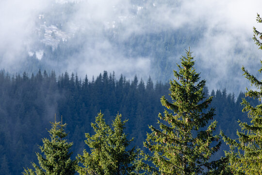 Evergreen treetops with cones rise against a misty, layered mountain forest. Soft fog veils the valley and adds depth, creating a peaceful alpine scene ideal for nature, travel and outdoor designs.