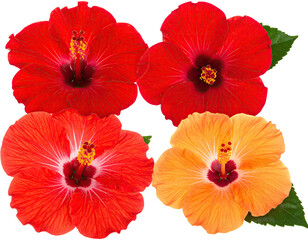 Four vibrant hibiscus blossoms in shades of red and orange, arranged on a transparent backdrop