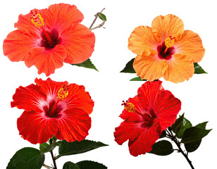 Four vibrant hibiscus flowers with rich colors arranged against a dark backdrop