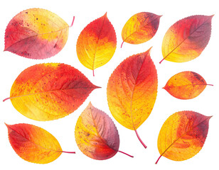 Colorful autumn leaves in red, yellow, and orange with delicate veins, floating on black
