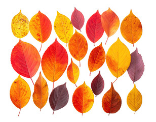 Collage of various colored autumn leaves isolated on black background