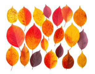 Collage of various colored autumn leaves isolated on black background