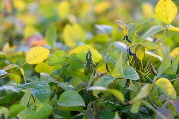 Young soybean cover crop in sustainable farming setting, mixed greens and soil health indicators, biodiversity hints and soft sunlight, eco friendly cultivation atmosphere