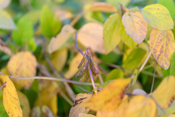 Close examination of soybeans and leaves, Detailed imagery of soybean pods and surrounding foliage, Visual focus on soybean structures with emphasis on pods and leaf textures