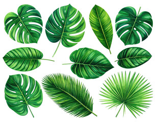 A collection of lush, tropical foliage depicted with a watercolor technique against a black backdrop