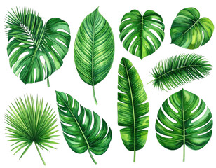 Collection of various green tropical leaves, arranged against a black backdrop