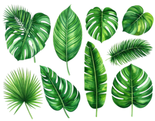 Collection of various green tropical leaves, arranged against a black backdrop
