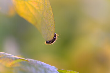 Caterpillar hanging from underside of leaf in tentative prepuparial pose, sshaped silhouette suggests imminent pupation, dusk tones and natural transformation mood