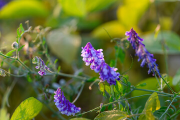 Fragile purple blossom with mist droplets, Early morning scene showcasing delicate violet vine, Close view of tender purple flower draped with dew in morning light