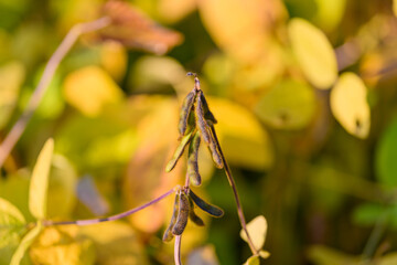 Soybean pod closeup, Autumn beans with dew drops, Developing soybean pods with golden foliage background, Closeup of soybean pods and seeds amidst fall leaves background