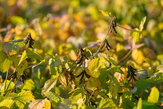 Sustainable soybean crop with healthy leaves highlighting glossy foliage, nitrogen fixing legume identity, eco friendly farming implication, late afternoon light