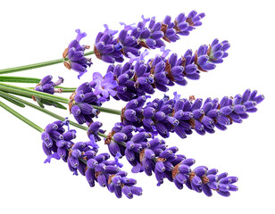 Curved Lavender Sprig with Gentle Bend, Macro Close-Up, Isolated on Transparent Background (2)