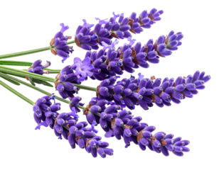 Curved Lavender Sprig with Gentle Bend, Macro Close-Up, Isolated on Transparent Background (2)