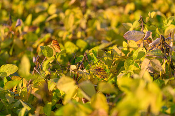 Golden soybean leaves glowing in sunlight, shallow depth of field capturing soft bokeh and leaf...