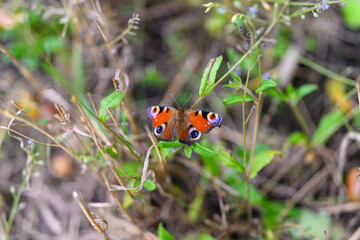 A Vibrant Butterfly Resting on Green Leaves in the Heart of Natures Beauty and Serenity