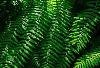 Intricate fern textures, overlapping fronds, dappled light, creating a lush green background, wild, fern pattern