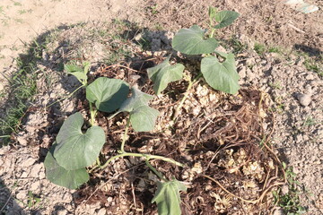 bottle gourd seedling on bag in farm for harvest