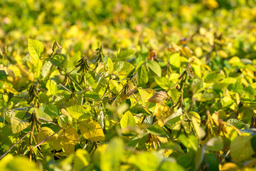 Sunlit soybean crop showing field depth, mixed green and gold tones, ripe pods forming, wide shallow focus, tranquil rural atmosphere emphasizing ecofriendly farming