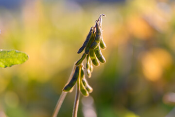 Close up soybean pods glowing soft golden light, shallow depth, dew droplets, delicate texture, natural macro capture conveying quiet harvest optimism and plant resilience
