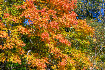 The Vibrant Autumn Leaves Display in Vivid Orange and Bright Yellow Hues is Stunning