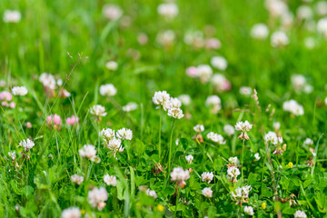 Fototapeta premium A vibrant meadow bursting with colorful wildflowers during the enchanting spring season
