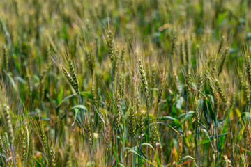 Obraz premium A Beautiful and Vibrant Wheat Field Glimmering Under the Bright Sunlight of a Clear Blue Sky
