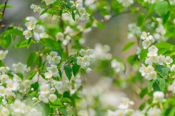 The Beautiful Blooming White Flowers Are Delicately Surrounded by Lush and Vibrant Green Leaves